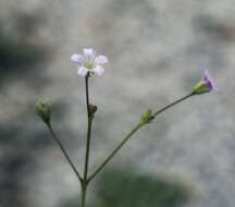 Слика од Gypsophila perfoliata L.