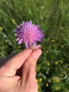 Слика од Knautia arvensis (L.) Coulter