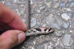 Image of Taiwan Keelback