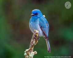 Image of Nilgiri Flycatcher