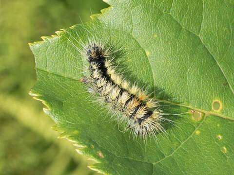 Image of Impressed Dagger Moth