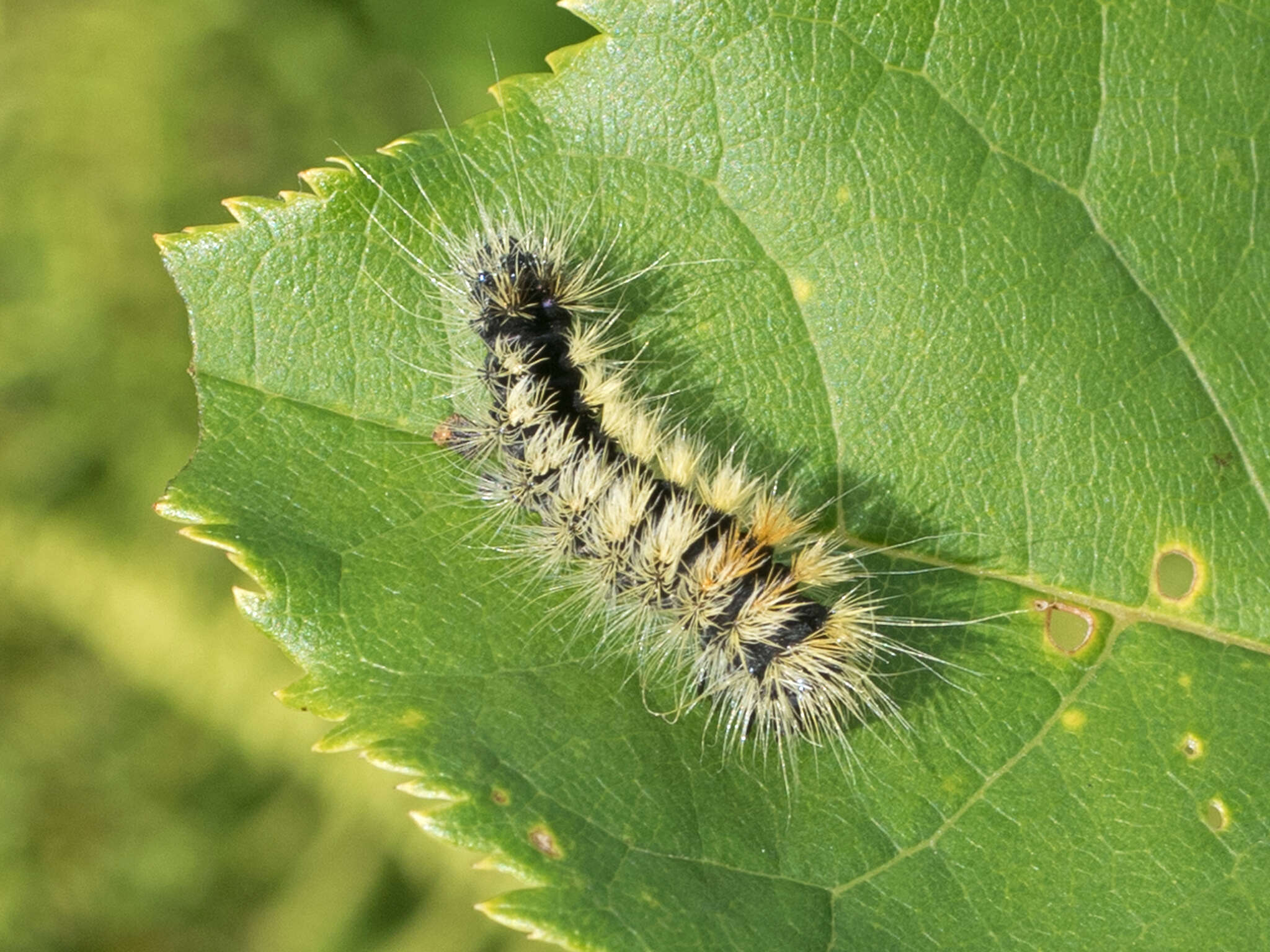 Image of Impressed Dagger Moth