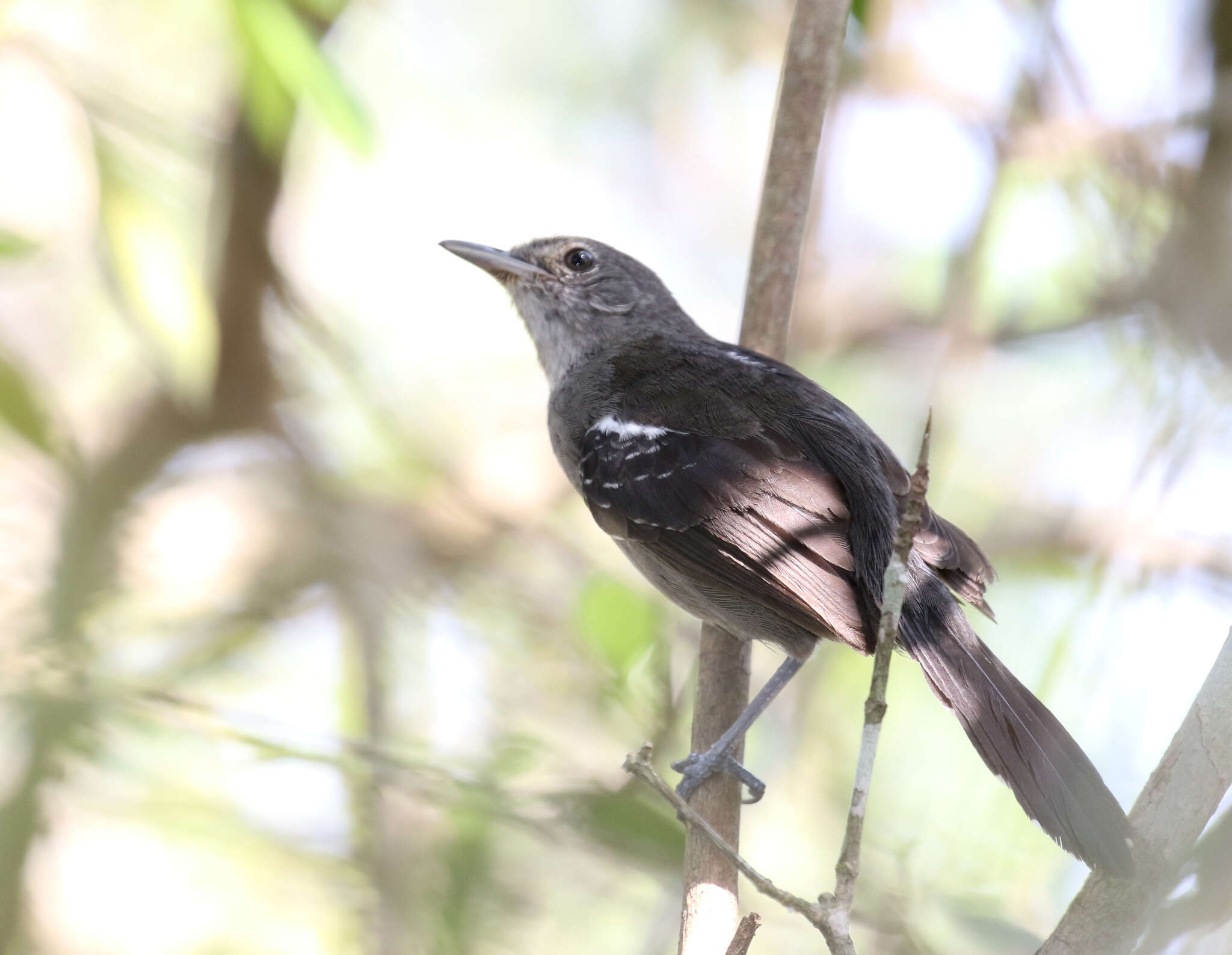 Image of Mato Grosso Antbird