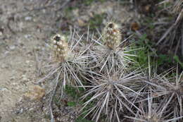 Image of <i>Corynopuntia parishii</i>