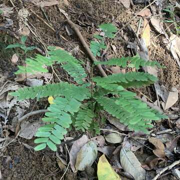 Image of Rourea mimosoides (Vahl) Planch.