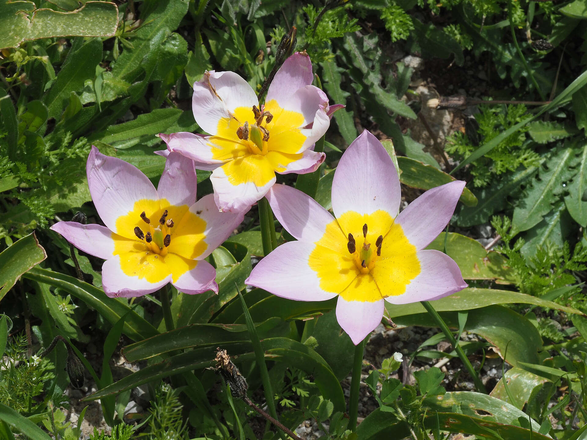 Image of Tulipa saxatilis Sieber ex Spreng.