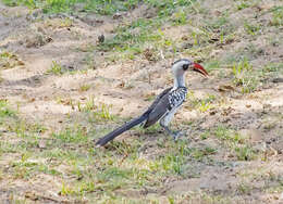 Image of Tanzanian Red-billed Hornbill