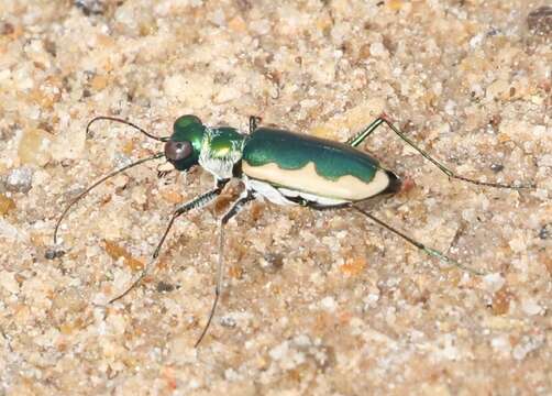 Image de Eunota circumpicta johnsonii (Fitch 1857)