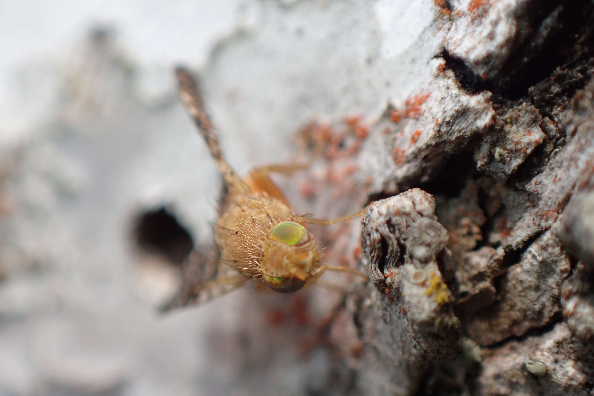 Image de Acinia corniculata (Zetterstedt 1819)