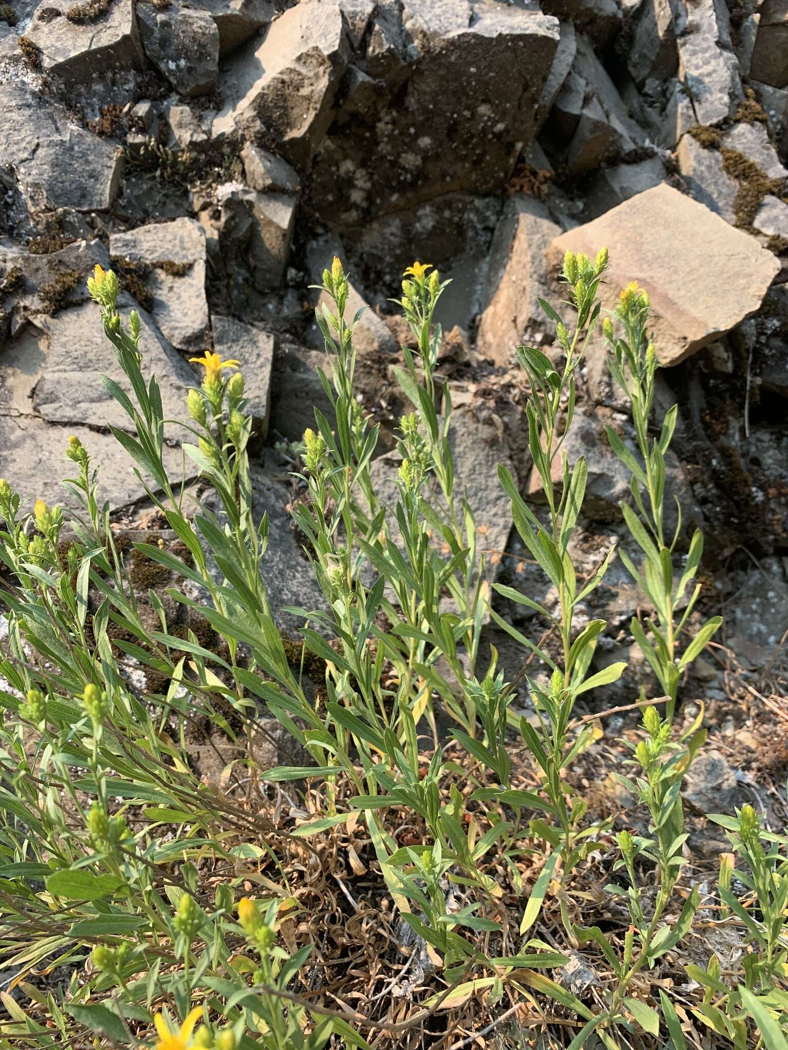 Plancia ëd Columbiadoria hallii (A. Gray) G. L. Nesom