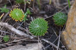 Image of Stylidium soboliferum F. Müll.