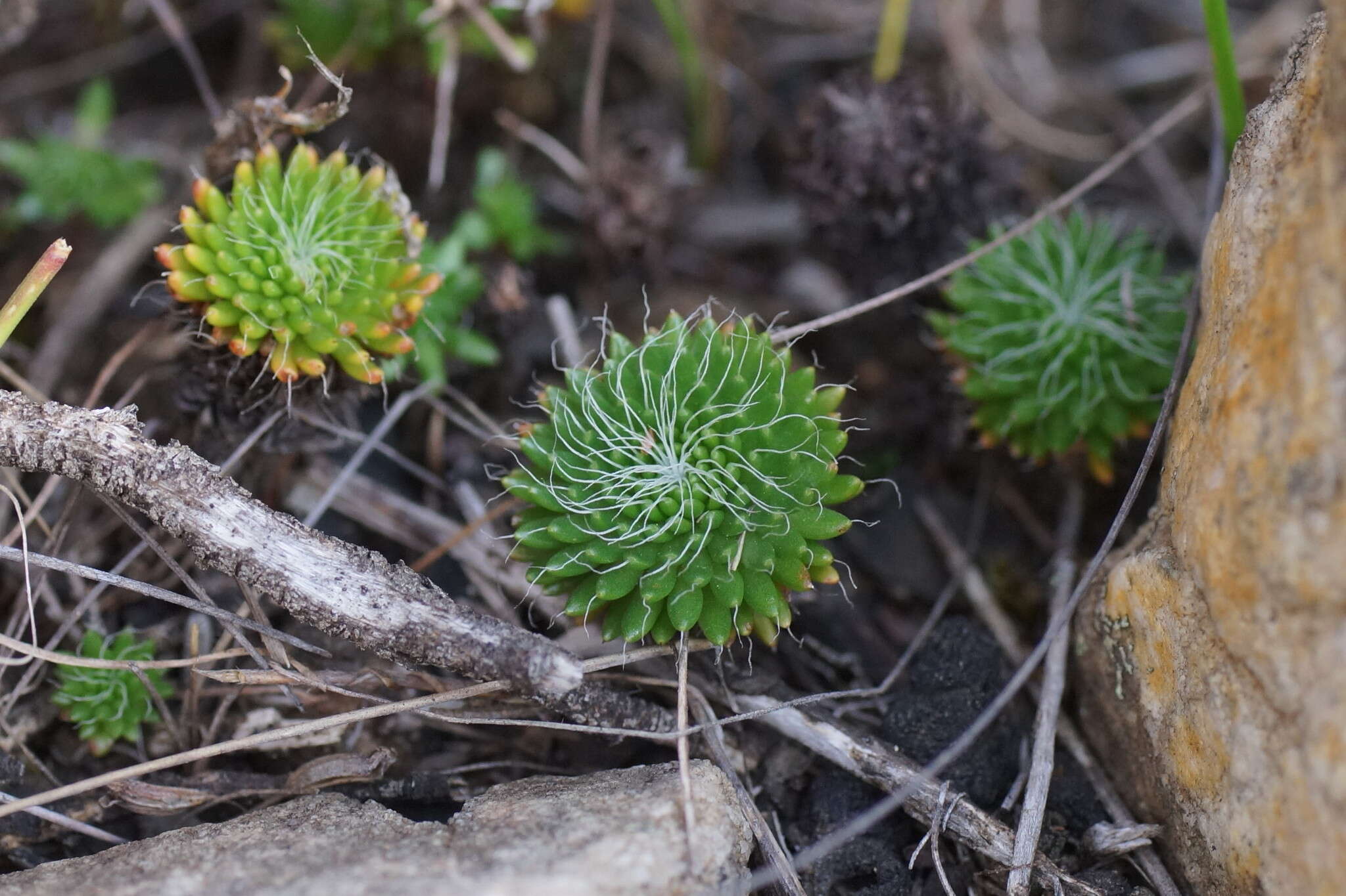 Image of Stylidium soboliferum F. Müll.