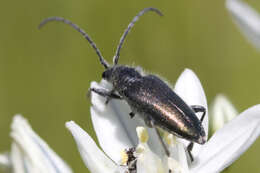 Image of Brachysomida californica (Le Conte 1851)