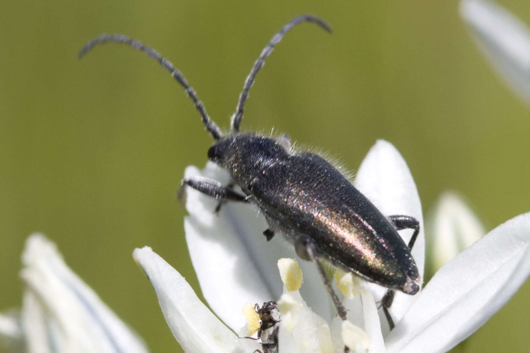 Sivun Brachysomida californica (Le Conte 1851) kuva