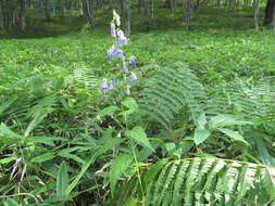 Imagem de Adenophora remotiflora (Siebold & Zucc.) Miq.