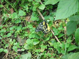 Image of hill jezebel
