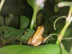 Image of Leaf frog
