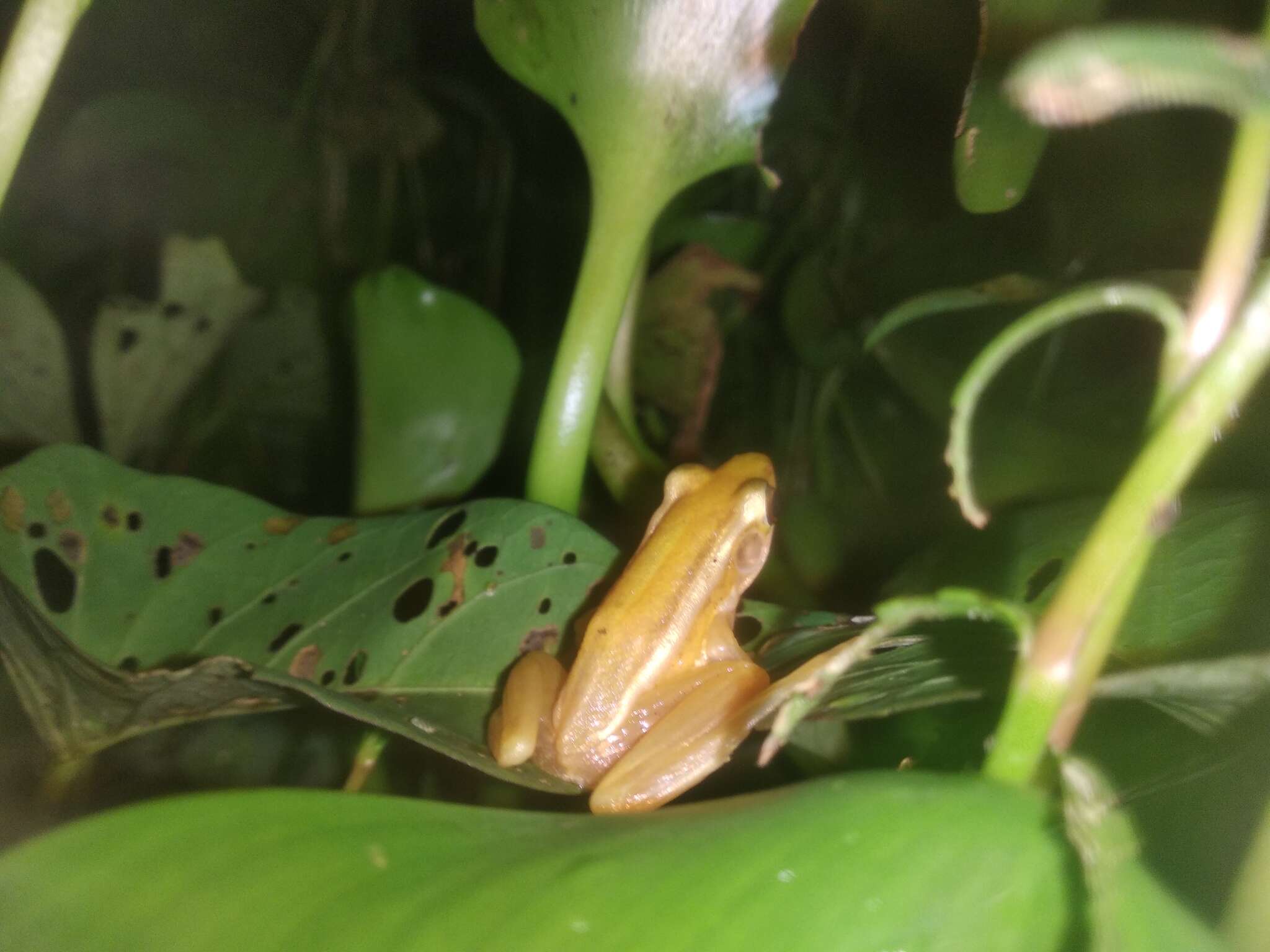 Image of Leaf frog