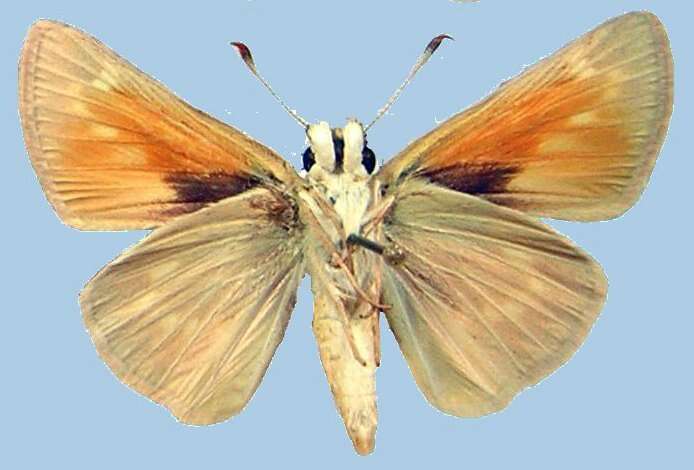 Imagem de Ochlodes yuma scudderi (Skinner 1899)