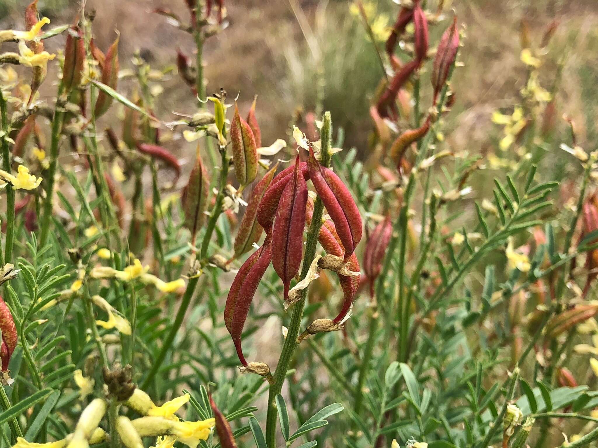 Astragalus eremiticus Sheldon ex Coult.的圖片