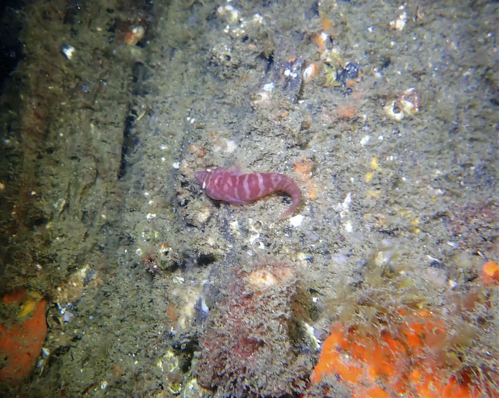 Image of Broad clingfish