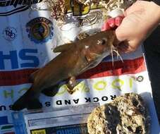 Image of Black seacatfish