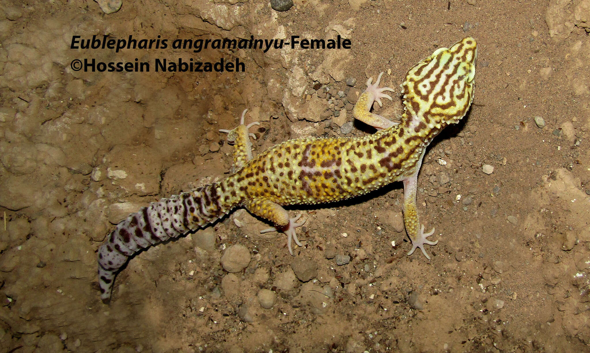 Image of Iraqui Eyelid Gecko