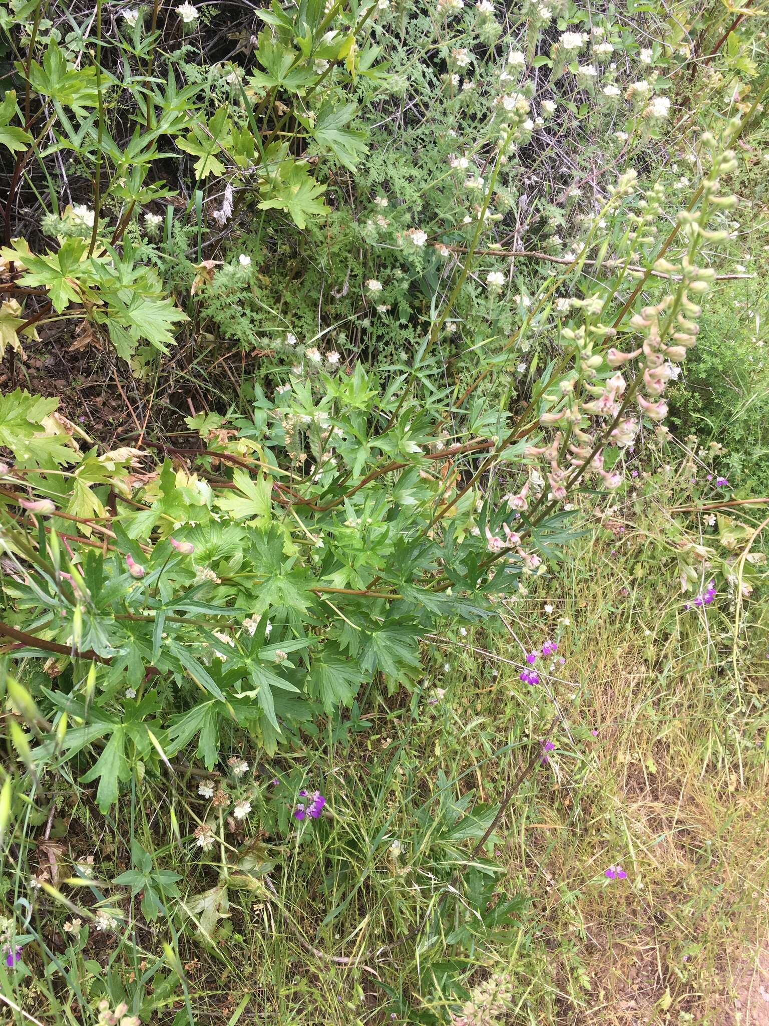 Image of California larkspur