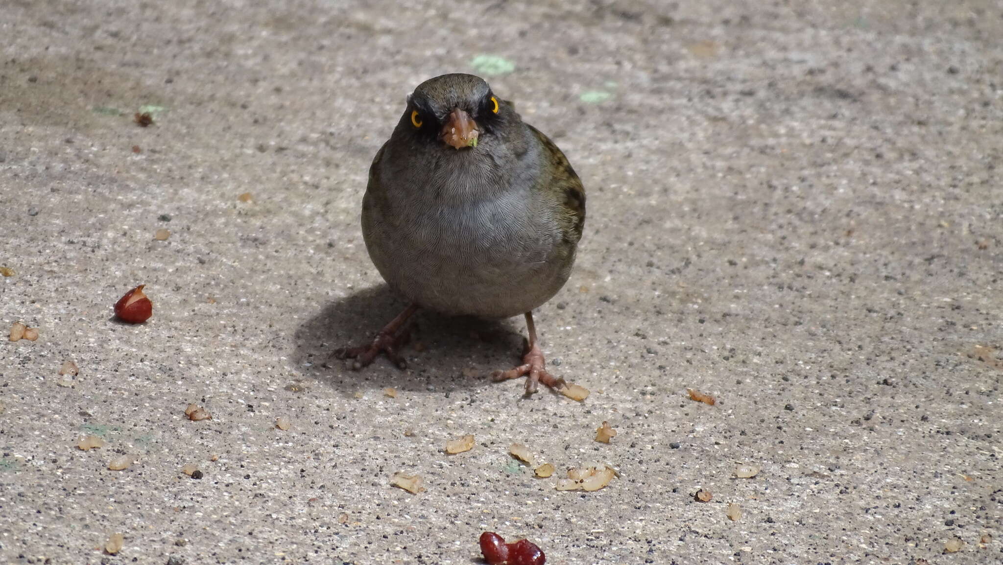 Image of Volcano Junco