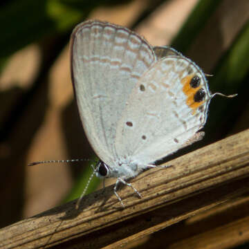 Image of Everes lacturnus rileyi