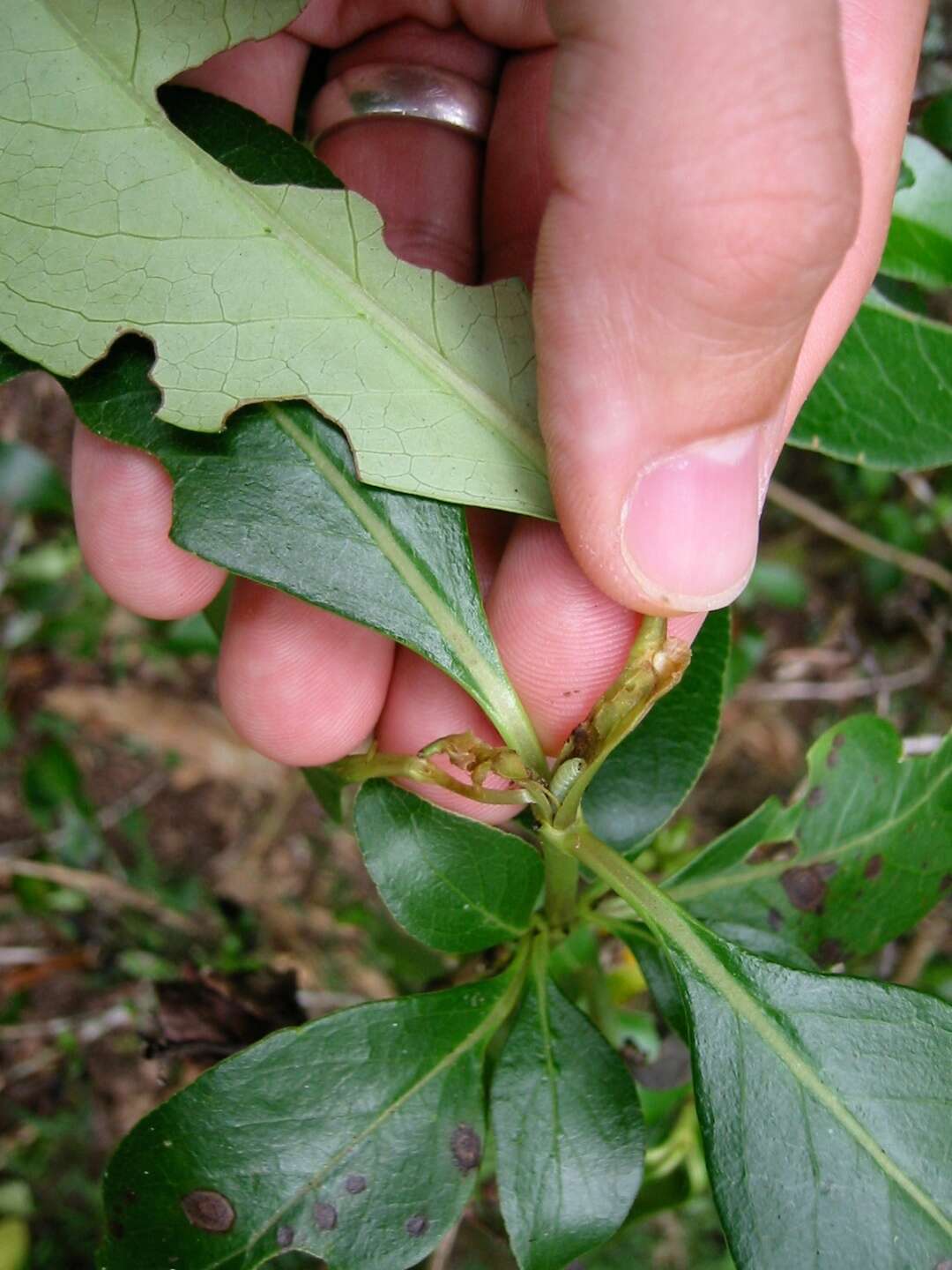 Image of Coprosma shoot borer moth