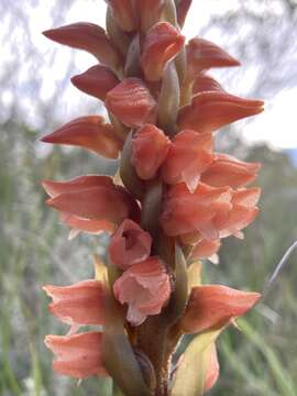 Слика од Skeptrostachys arechavaletanii (Barb. Rodr.) Garay