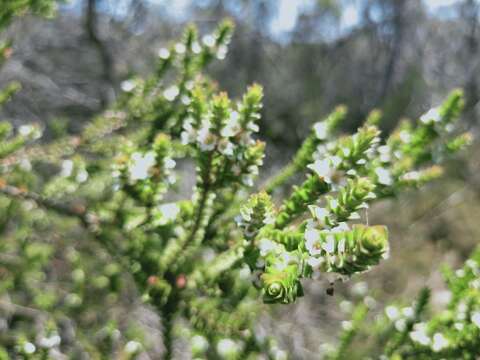 Imagem de Baeckea imbricata (Gaertner) Druce