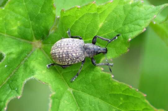 Liophloeus resmi