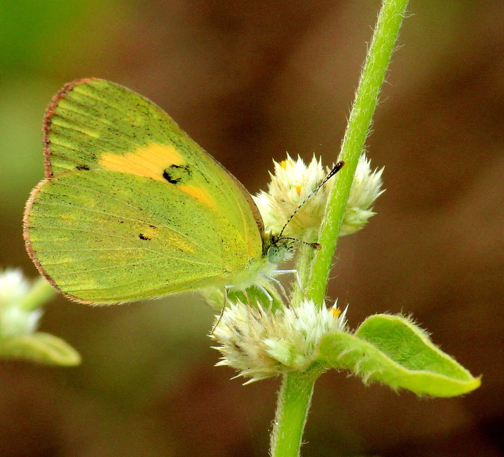 Colotis amata (Fabricius 1775)的圖片