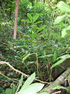 Image of Costus claviger Benoist