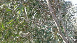 Image of Eucalyptus diversifolia subsp. diversifolia