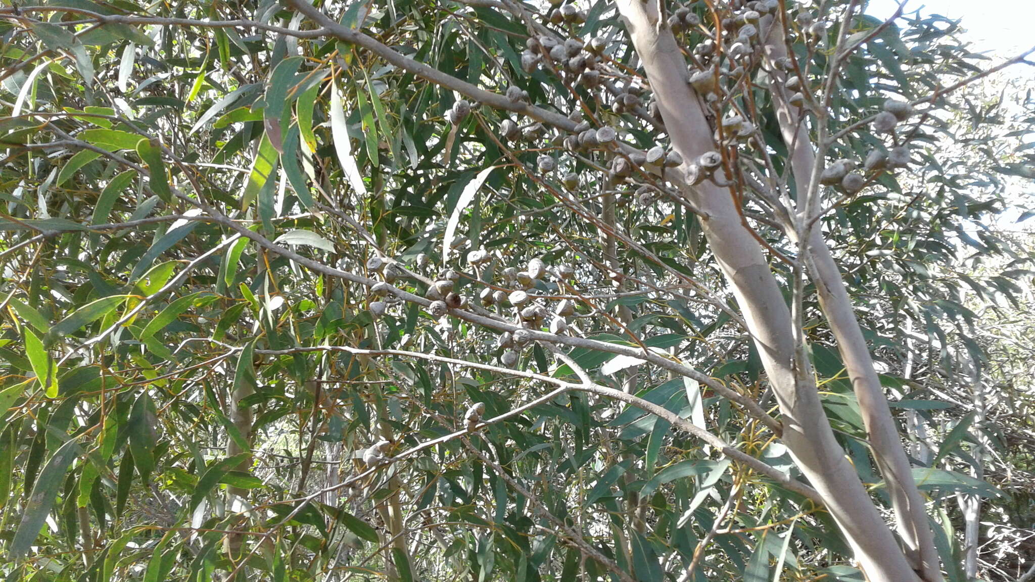 Imagem de Eucalyptus diversifolia subsp. diversifolia