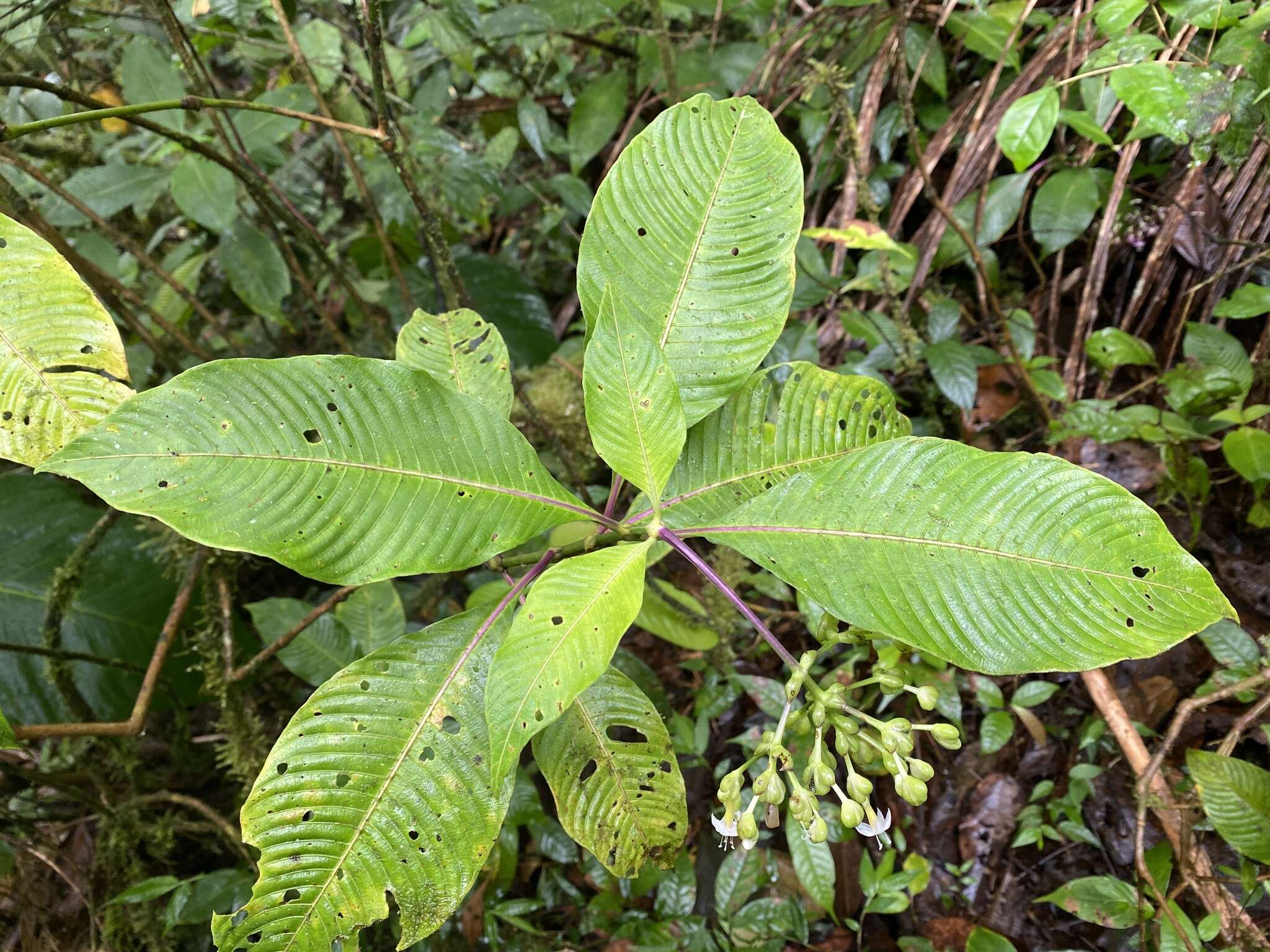 Image of Psychotria dives (Standl.) C. M. Taylor