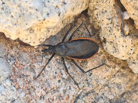 Image of Dipetalogaster Usinger 1939