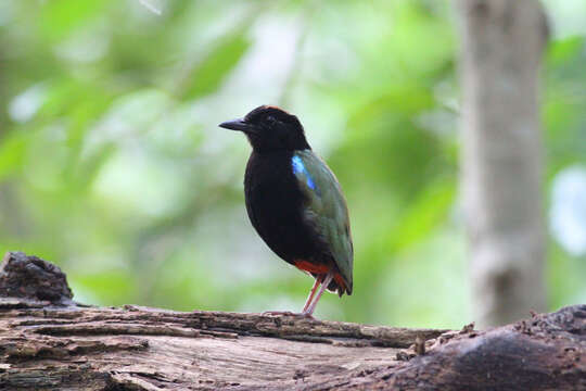 Image of Rainbow Pitta