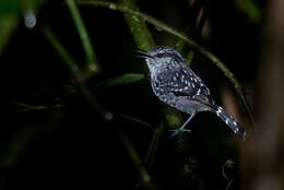 Image of Scaled Antbird