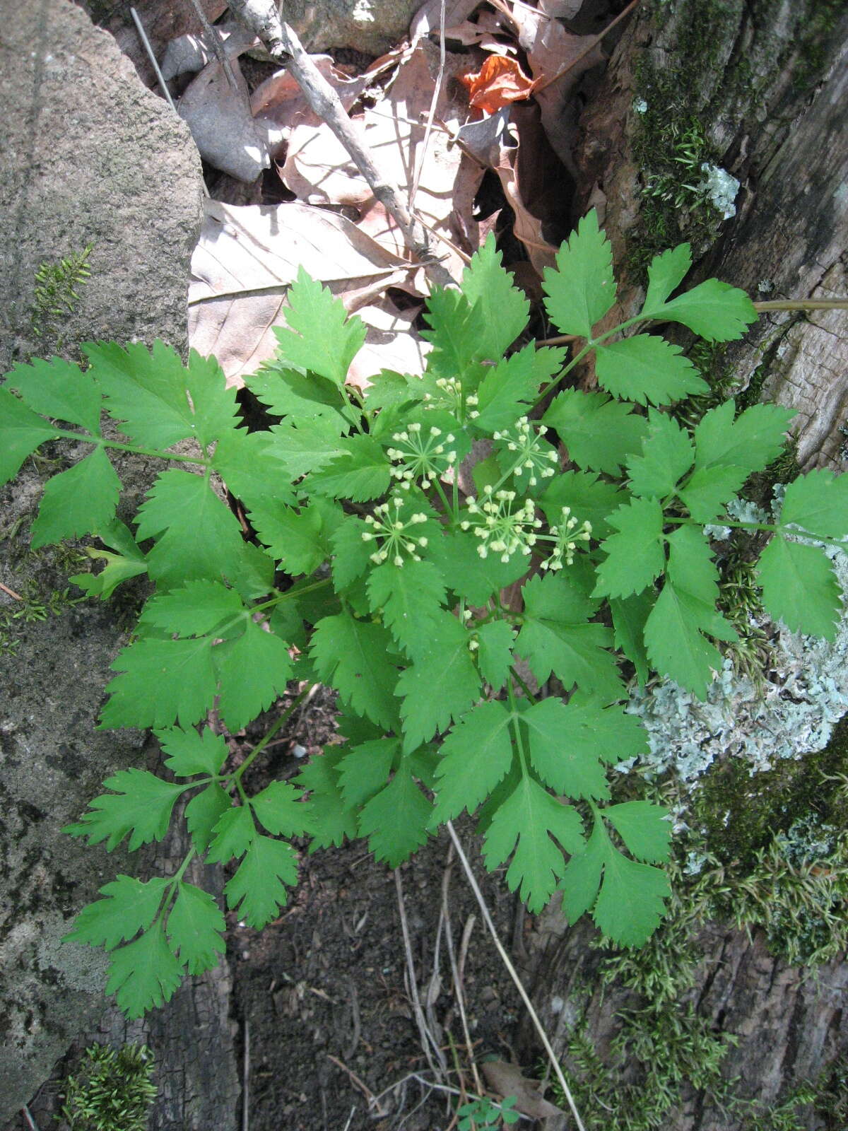 Image of Thaspium barbinode (Michx.) Nutt.