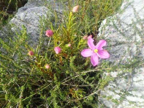 Chironia tetragona L. fil. resmi