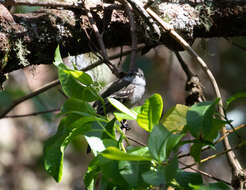 Image of White-throated Tyrannulet