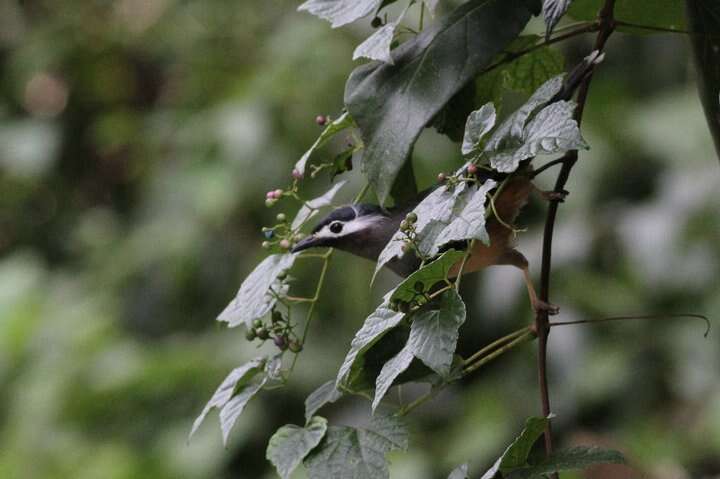 Imagem de Heterophasia auricularis (Swinhoe 1864)