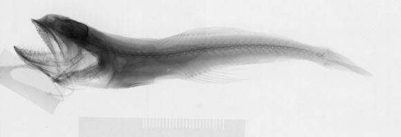 Image of Black swallower