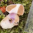 Image of Cortinarius violaceovolvatus (E. Horak) Peintner & M. M. Moser 2002