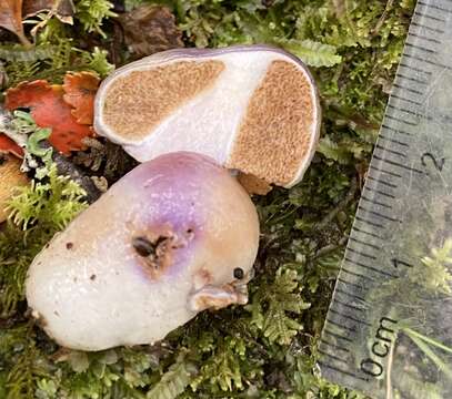 Слика од Cortinarius violaceovolvatus (E. Horak) Peintner & M. M. Moser 2002