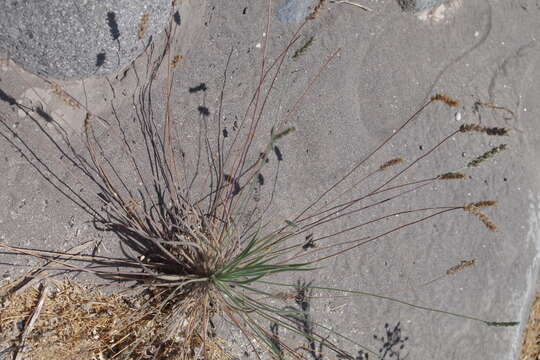 Image of Plantago limensis Pers.